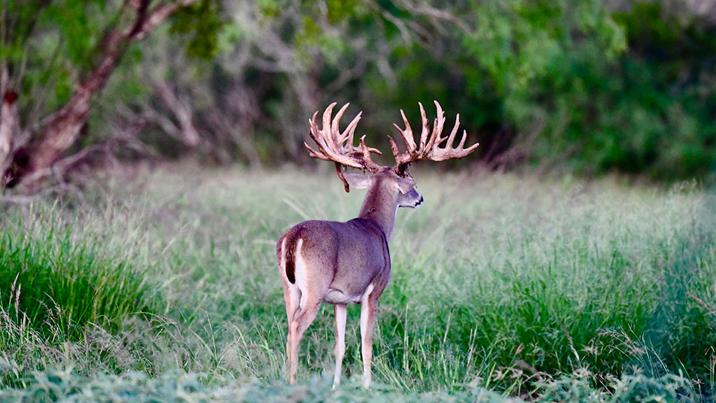 Trinity Whitetails Ranch Record