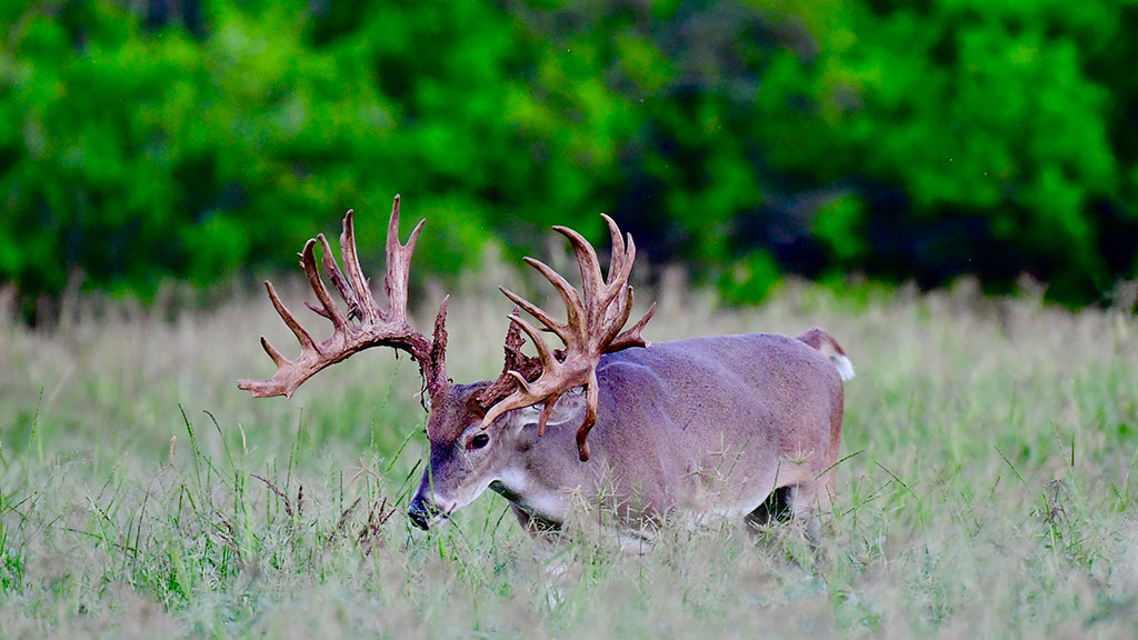 Trinity Whitetails OMG Ranch Record